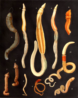 Image: Spengel, Johann Wilhelm/Wikimedia .Commons/Public Domain